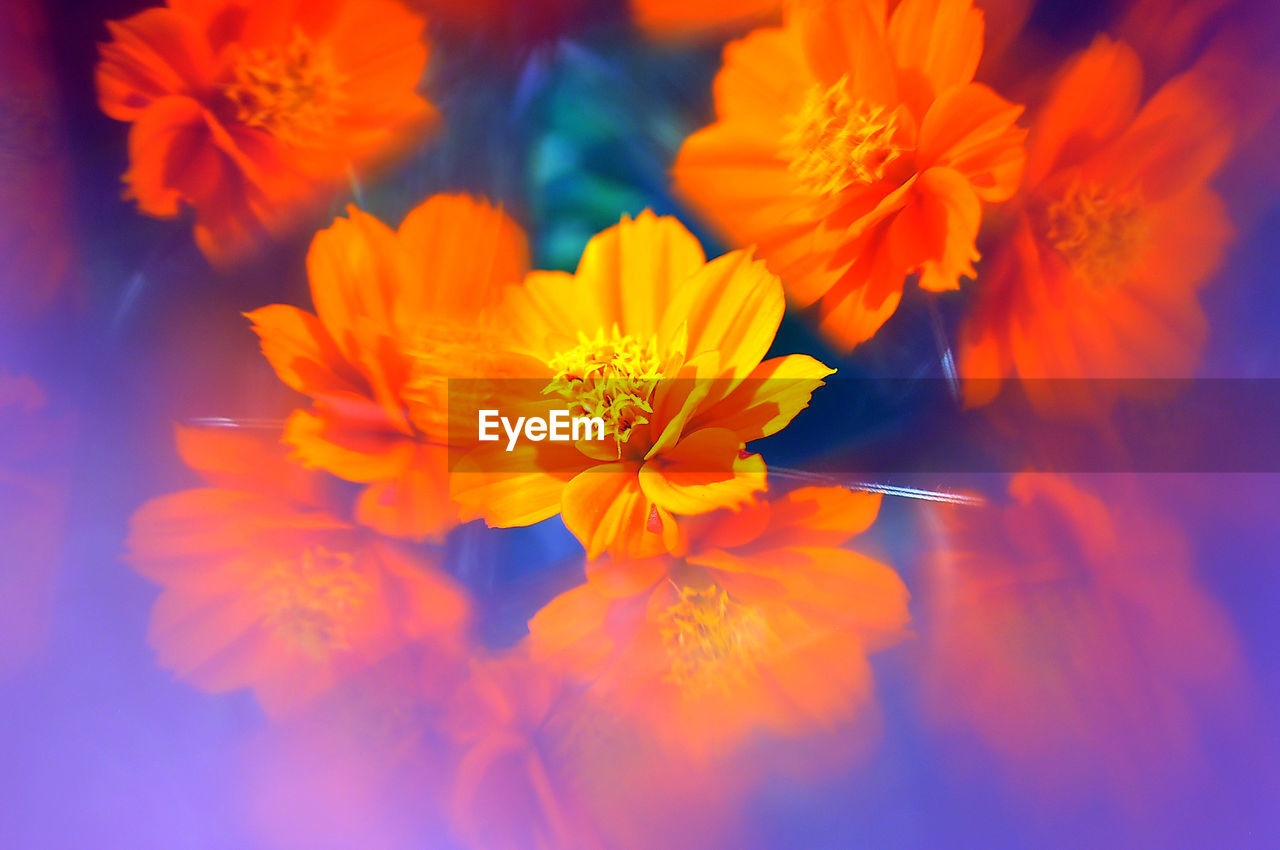 Close-up of orange flowers growing outdoors