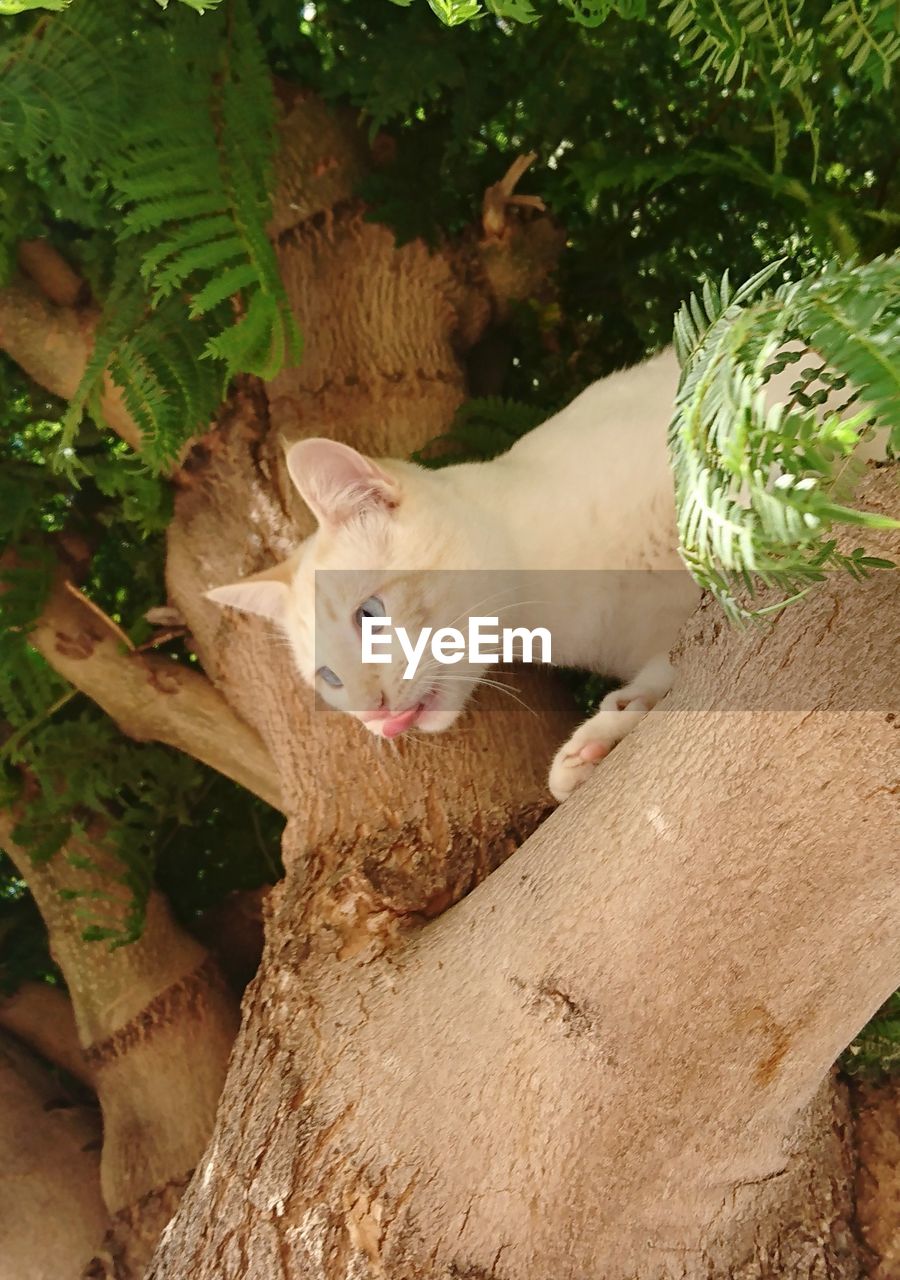 CAT IN A TREE