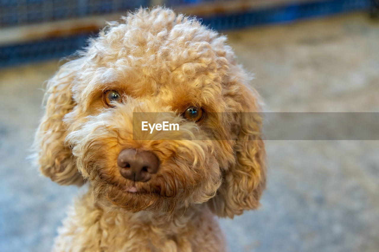 CLOSE-UP PORTRAIT OF DOG STICKING OUTDOORS