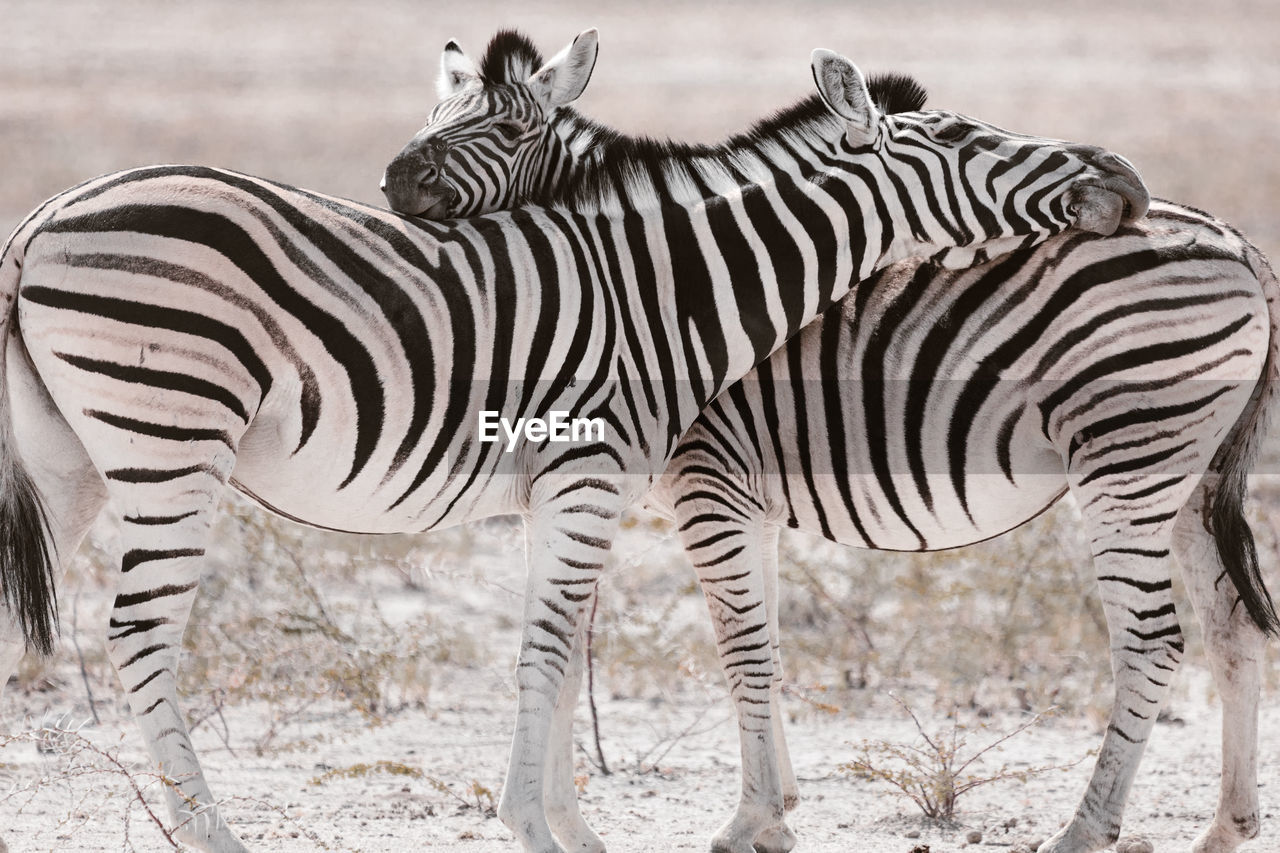 Zebras standing face to face in national park