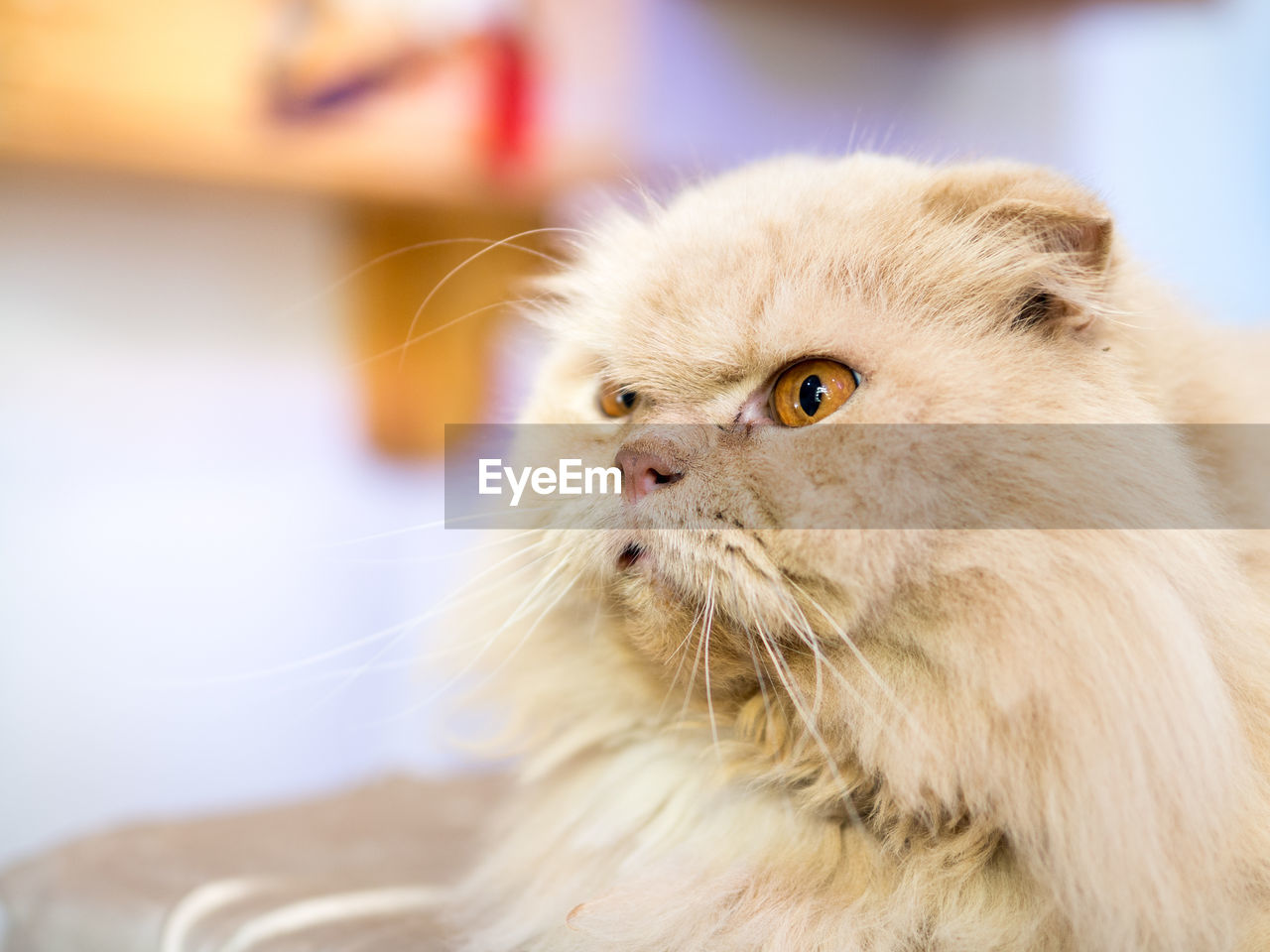 CLOSE-UP OF CAT