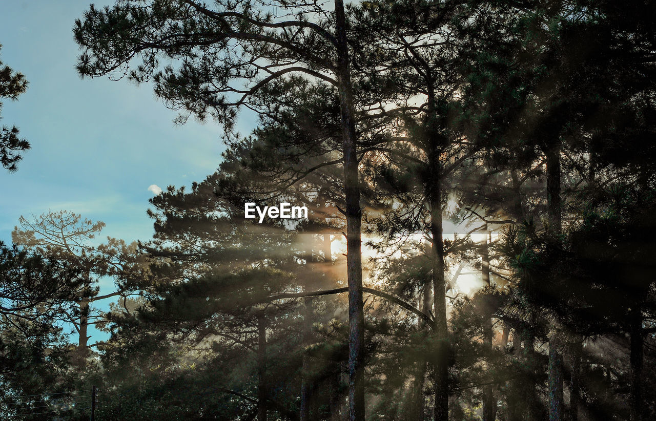 LOW ANGLE VIEW OF TREES AGAINST SKY