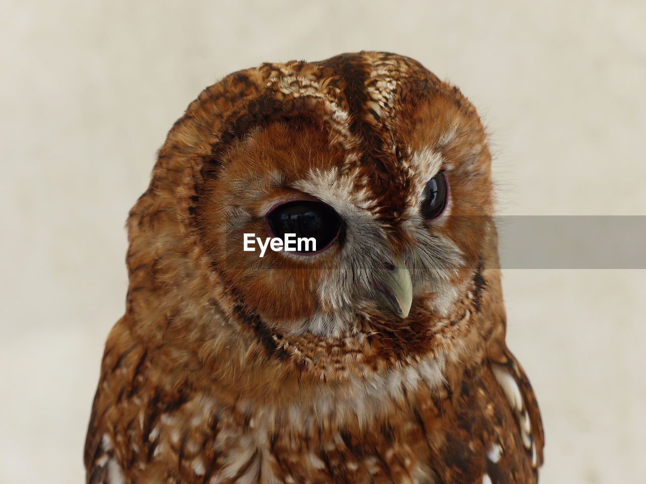 Close-up portrait of owl