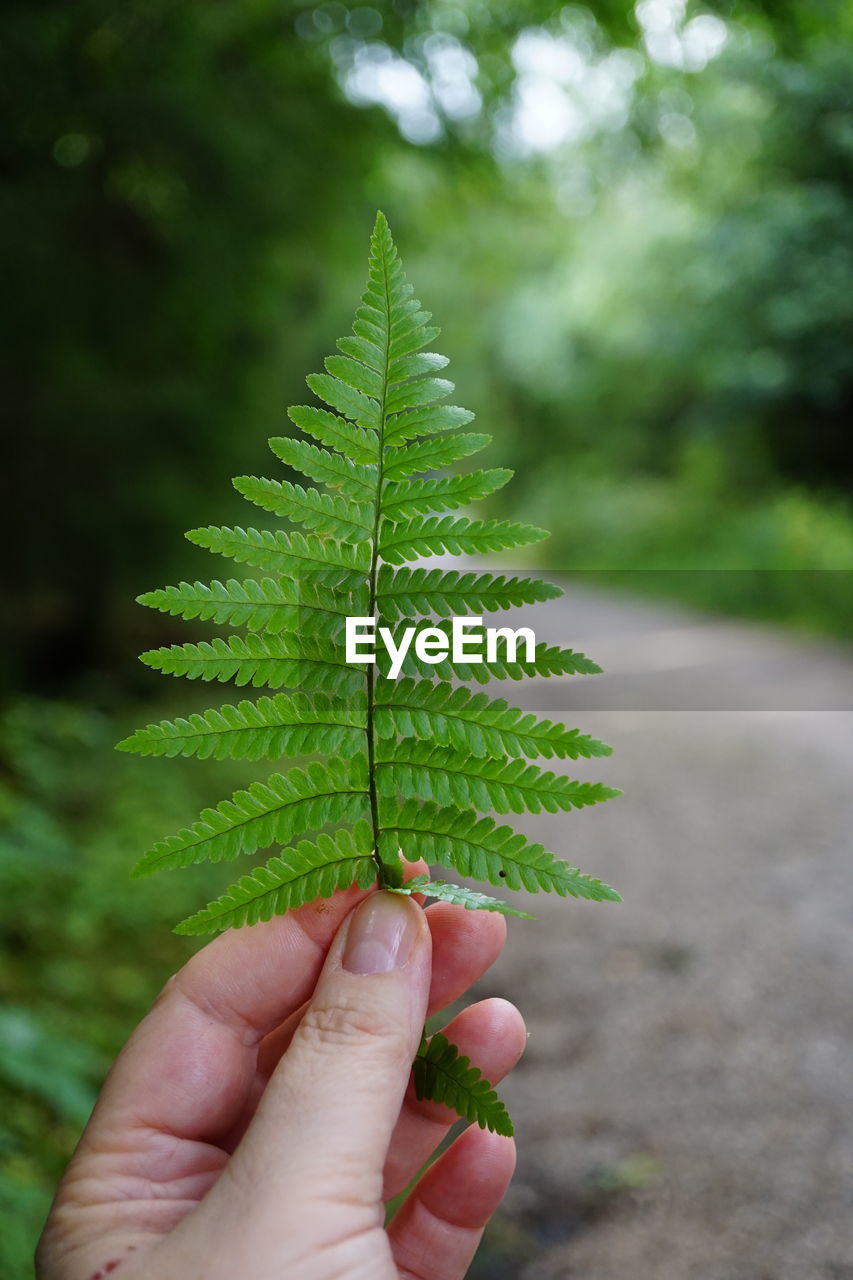 green, tree, hand, leaf, plant, nature, branch, plant part, one person, flower, close-up, grass, outdoors, holding, day, finger, focus on foreground, growth, environment, ferns and horsetails, beauty in nature, pinaceae, macro photography, coniferous tree, forest, social issues, adult, environmental conservation, selective focus, plant stem, pine tree