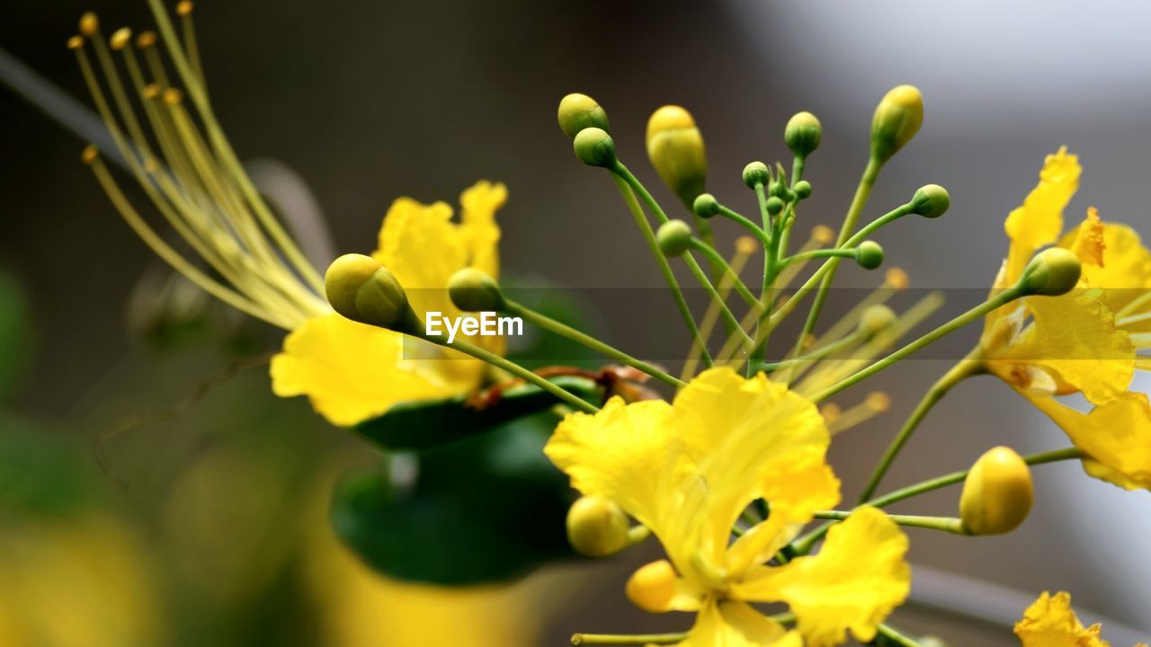 Close-up of yellow flowers