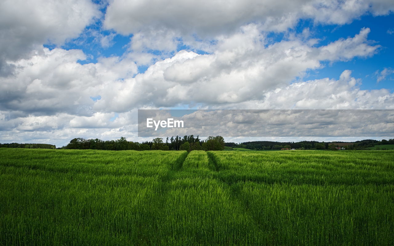 Scenic view of agricultural field against  sky with white clouds