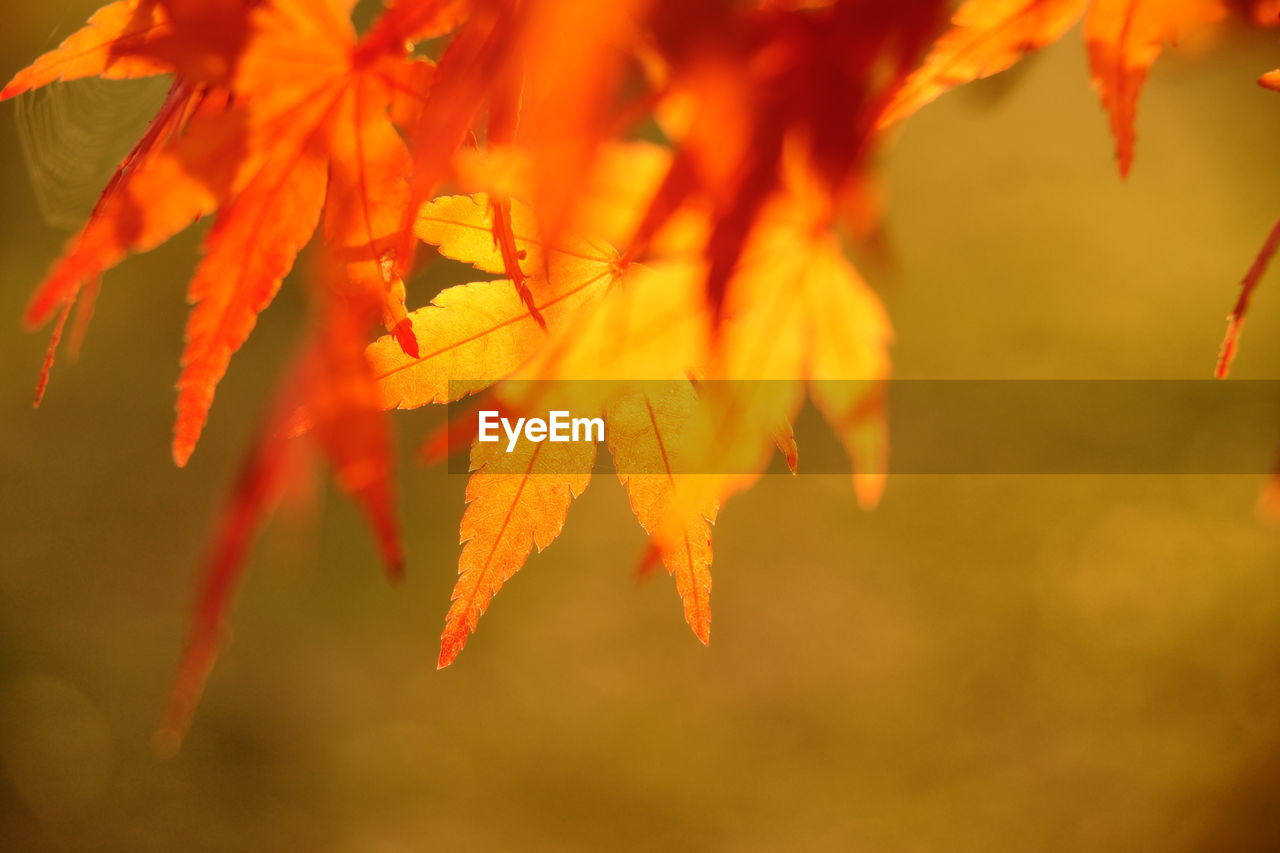 CLOSE-UP OF MAPLE LEAVES ON BRANCH