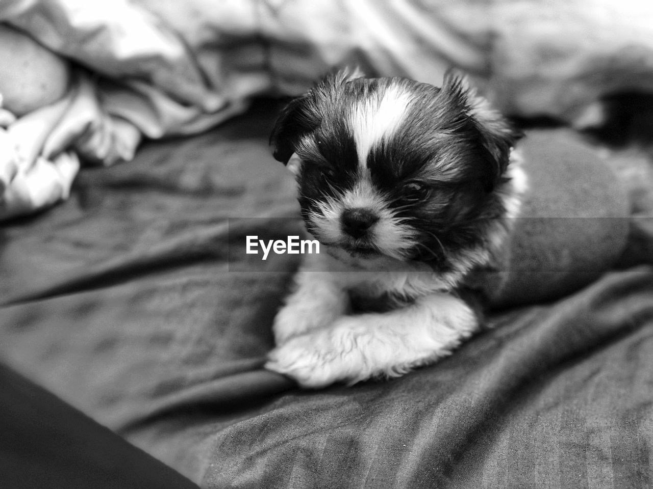 Close-up of puppy resting on bed