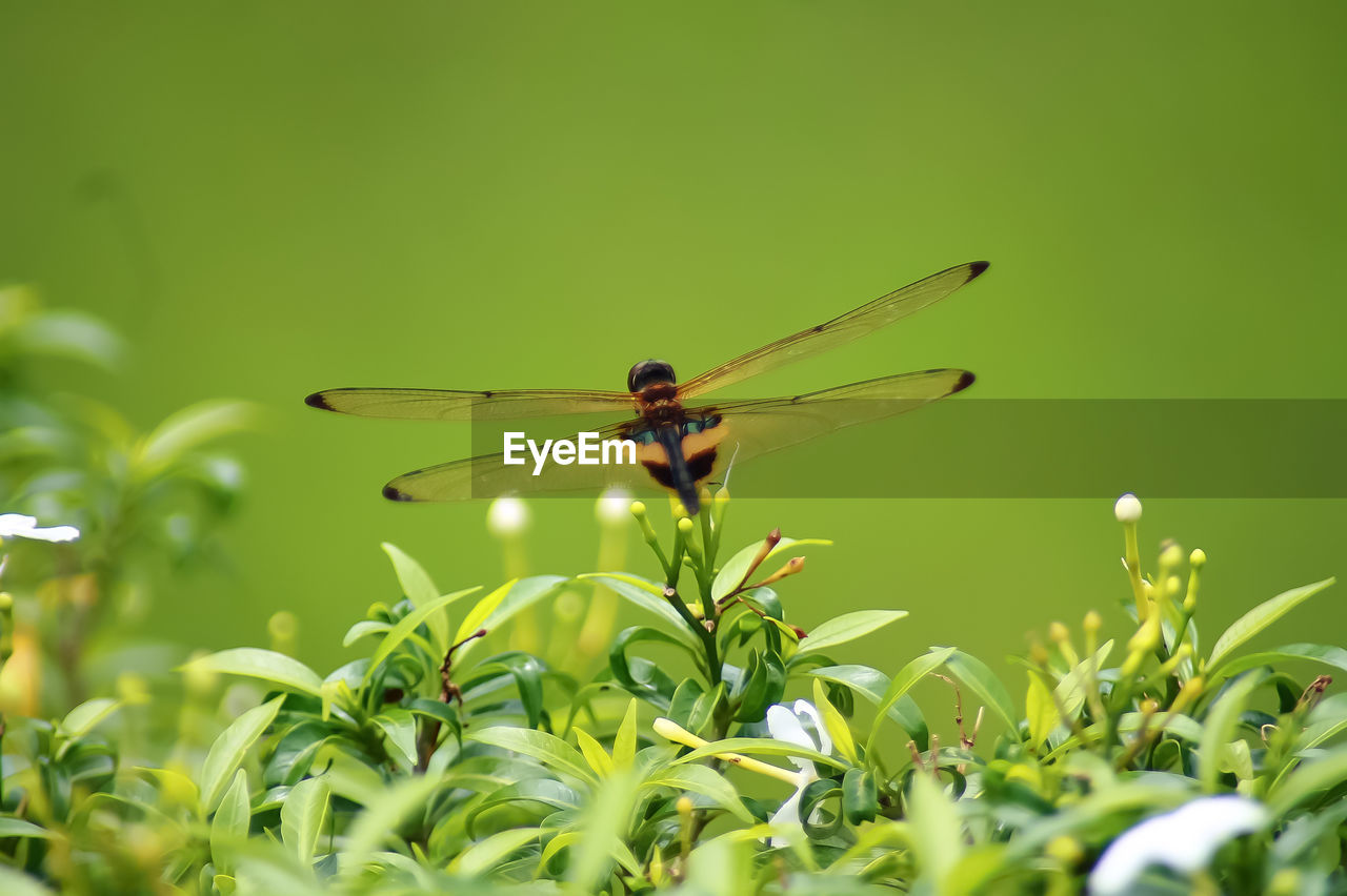 INSECT ON PLANT