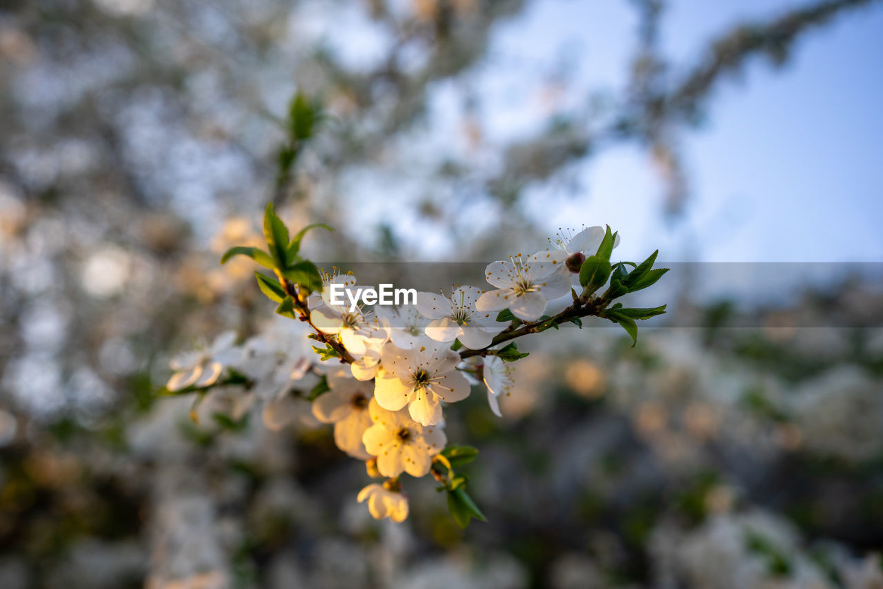 close-up of white cherry blossom tree