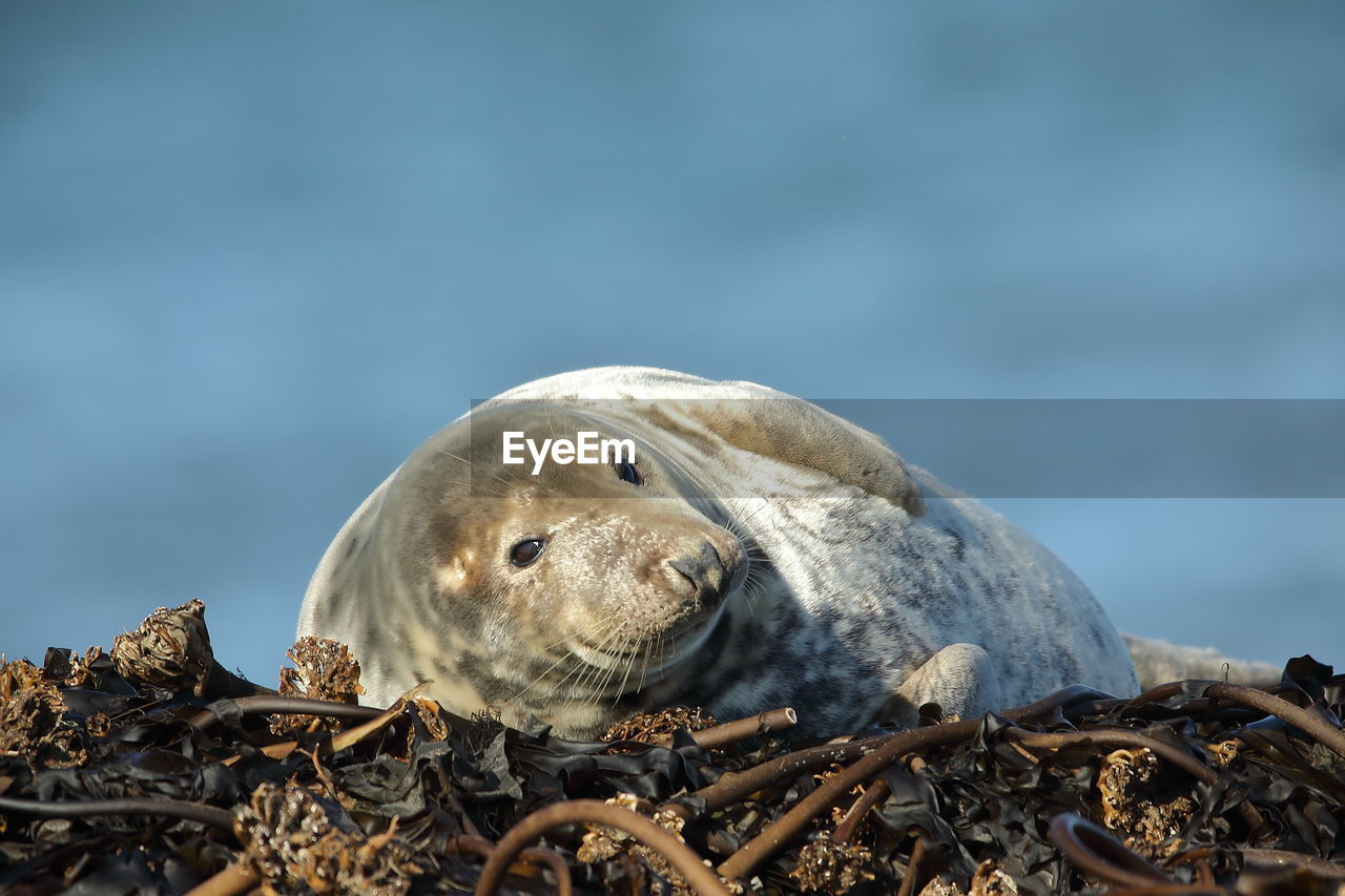 close-up of seal