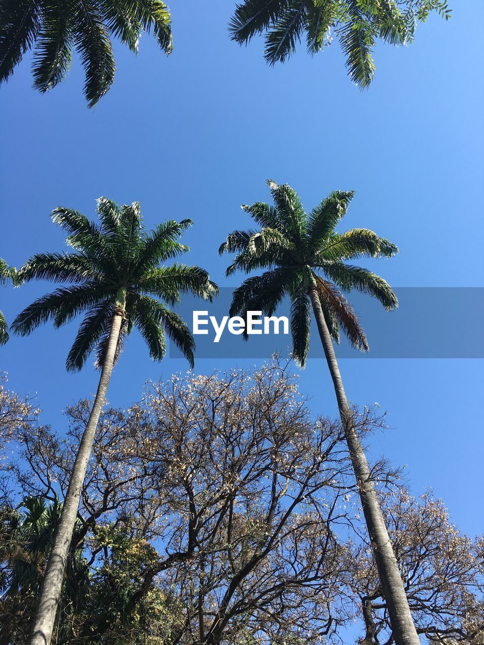 LOW ANGLE VIEW OF TREES AGAINST SKY