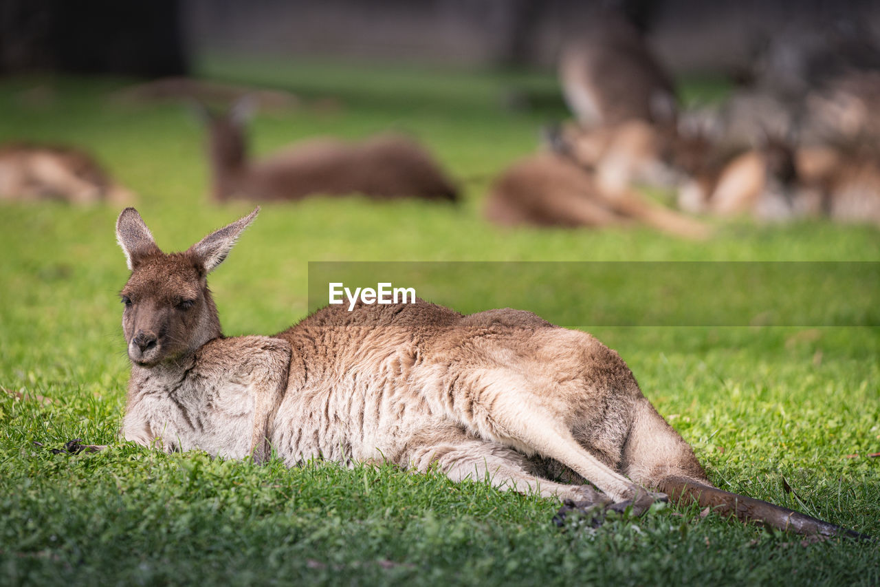 LION LYING ON A FIELD