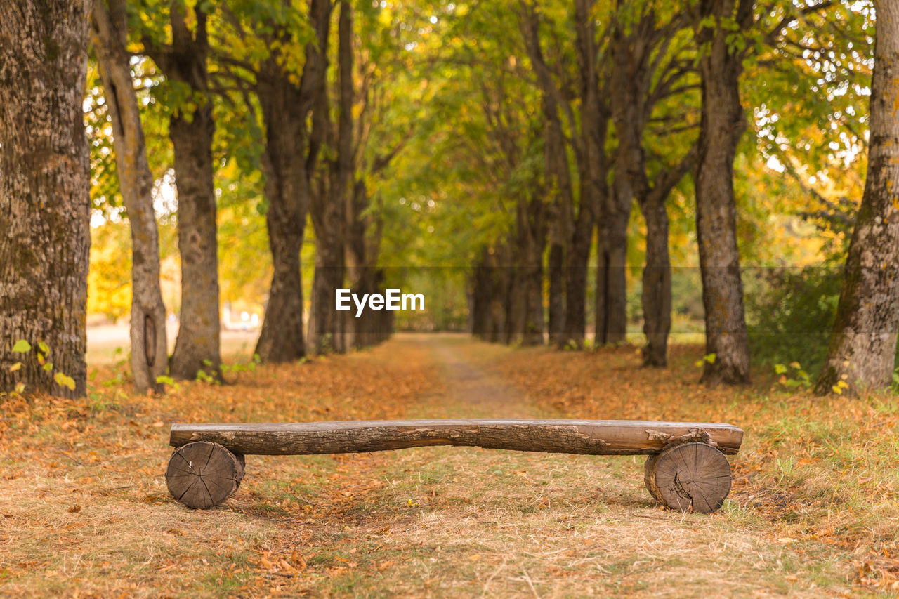 TREES IN PARK