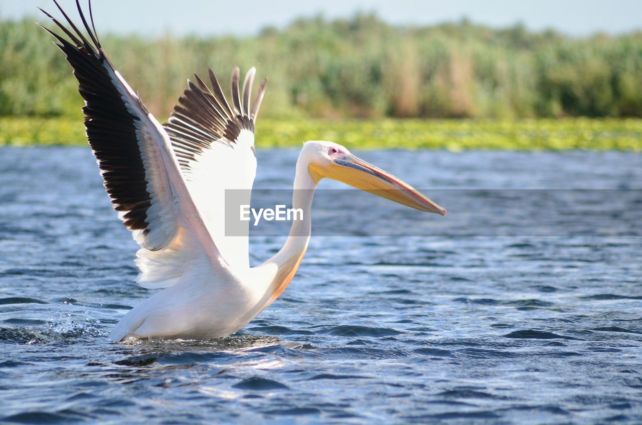 Close-up of pelican with spread wings in lake