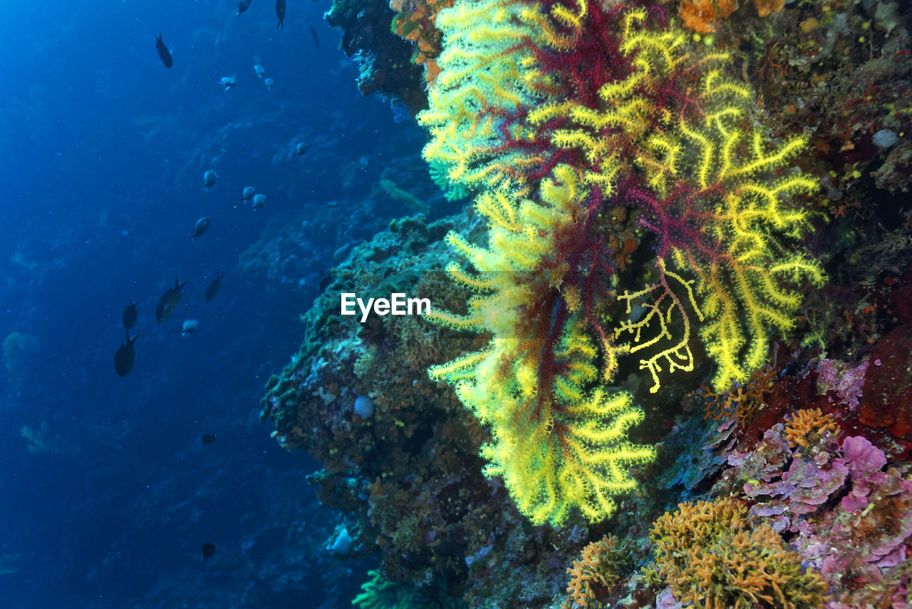 Coral reef from lastovo island, croatia