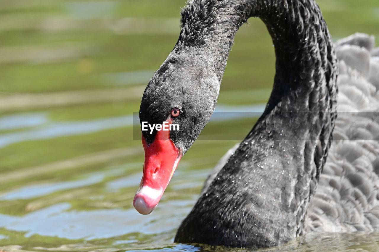 black swan, swan, animal themes, bird, animal, animal wildlife, wildlife, one animal, water, water bird, ducks, geese and swans, beak, animal body part, swimming, lake, nature, no people, close-up, day, duck, black, red, focus on foreground, outdoors, animal neck, animal head