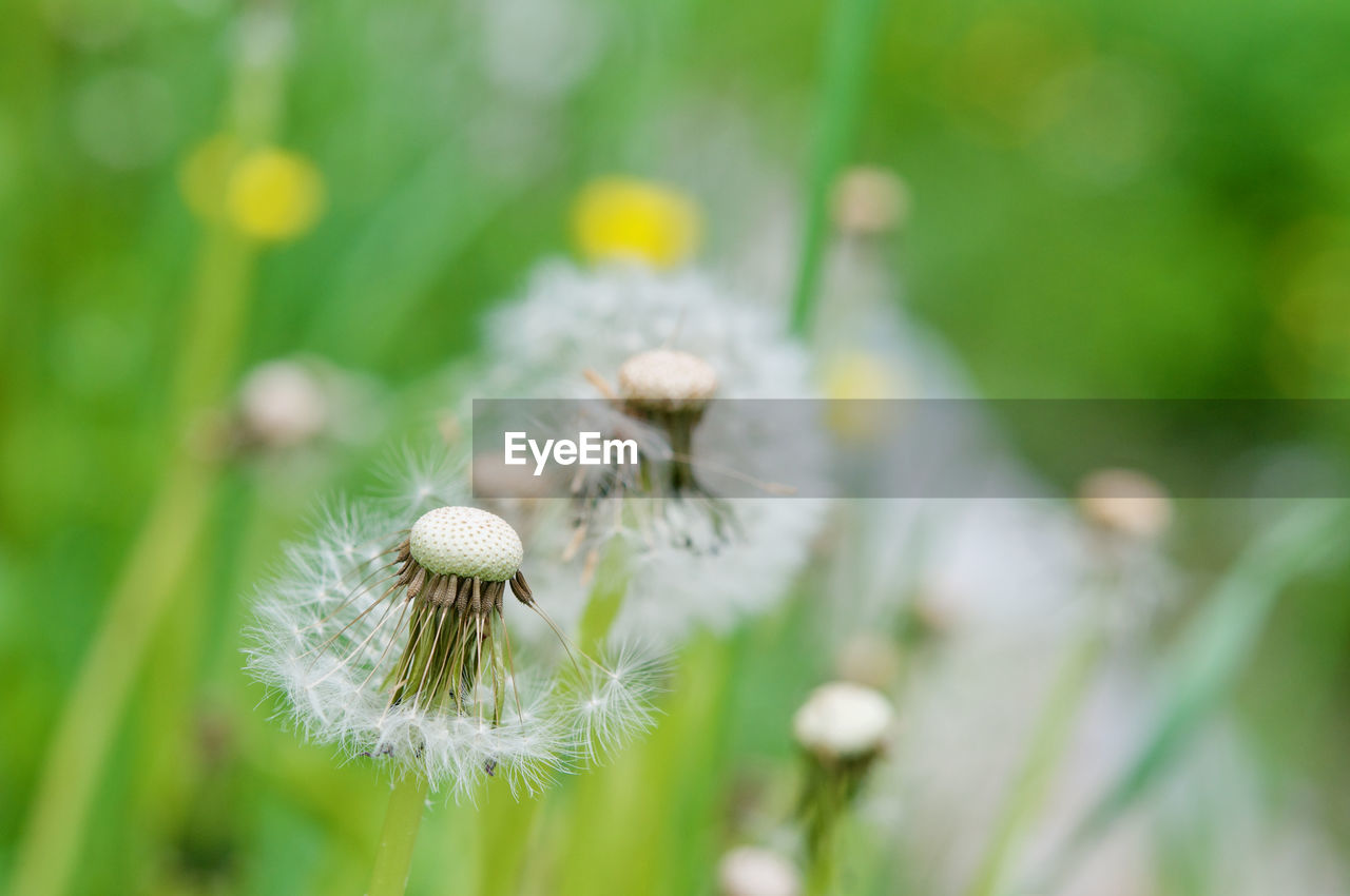 Close-up of white dandelion flower