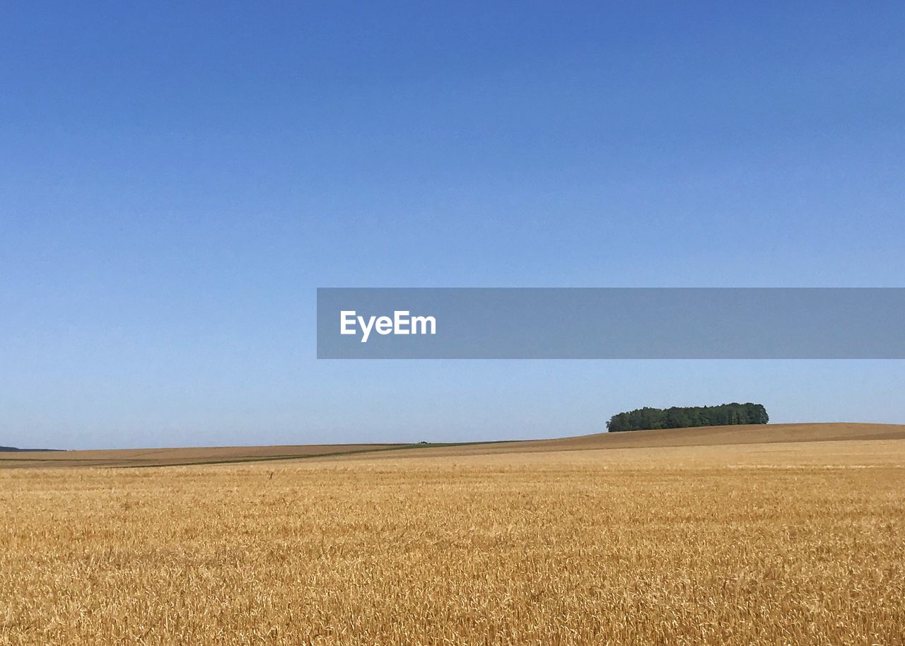 FIELD AGAINST CLEAR BLUE SKY