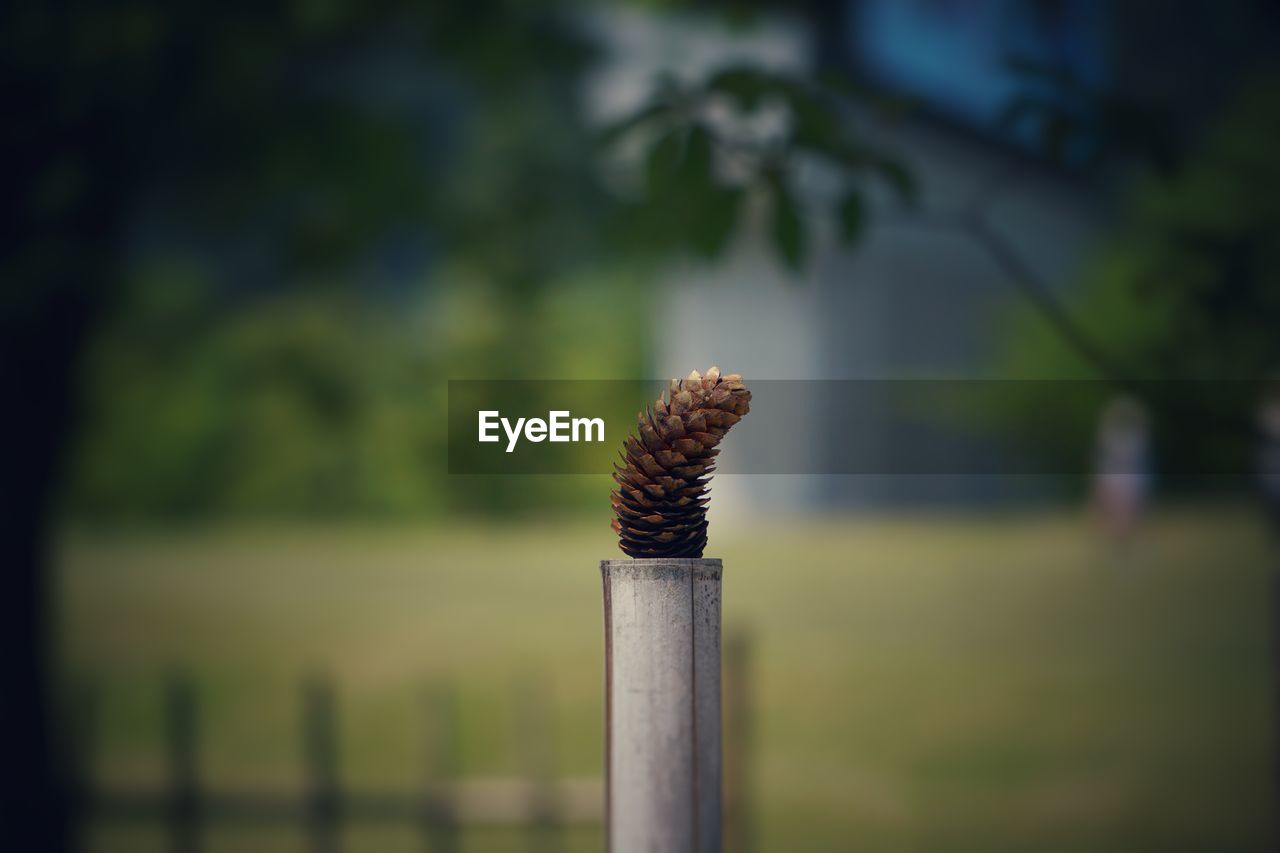 Pine cone against blurred background