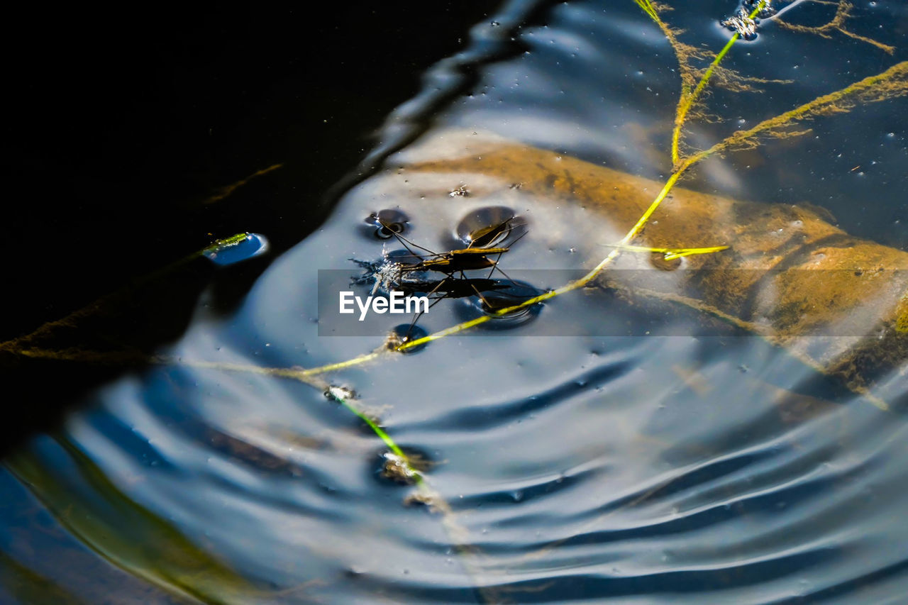 High angle view of pond skater in water