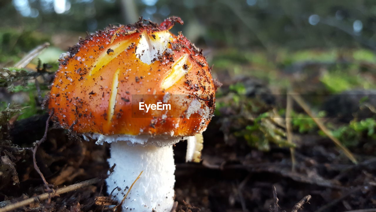 CLOSE-UP OF FLY MUSHROOM ON FIELD