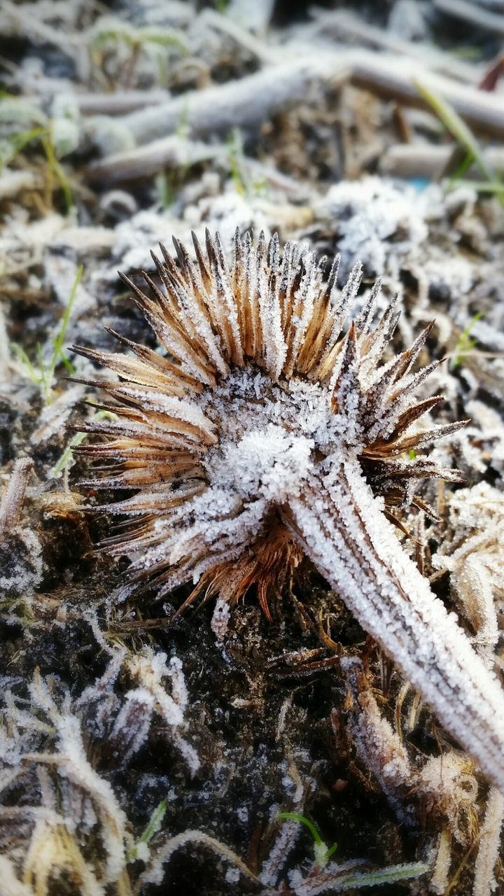 Close-up of snow on plant