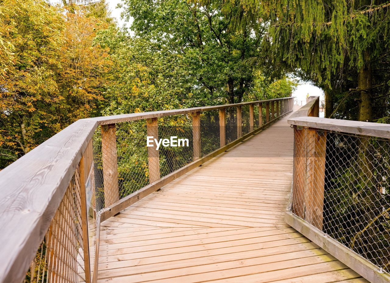 Bridge in forest