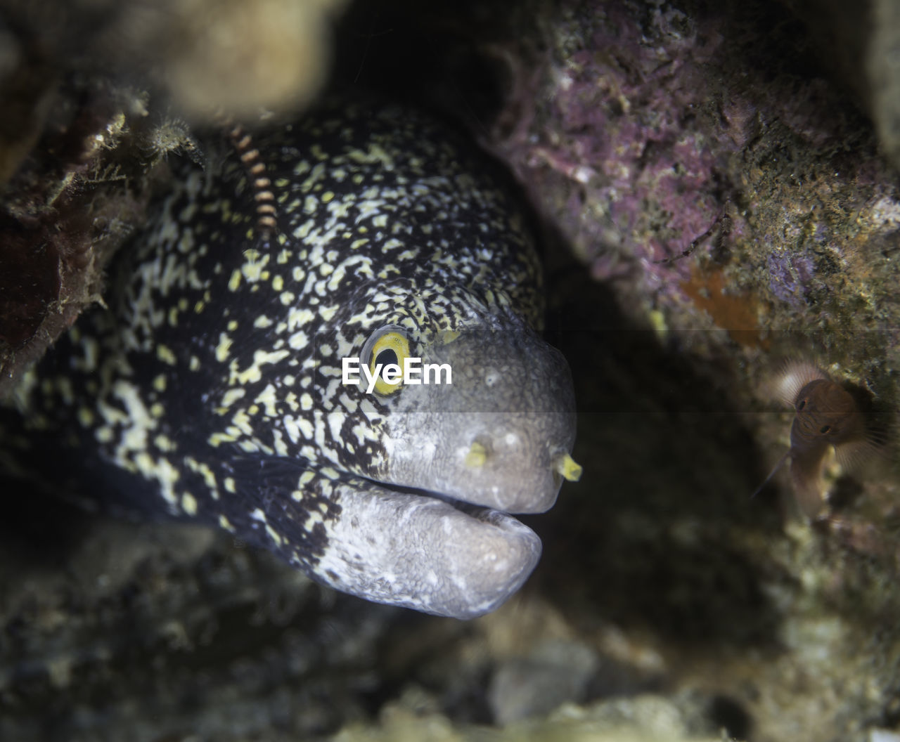 CLOSE-UP OF FISH SWIMMING