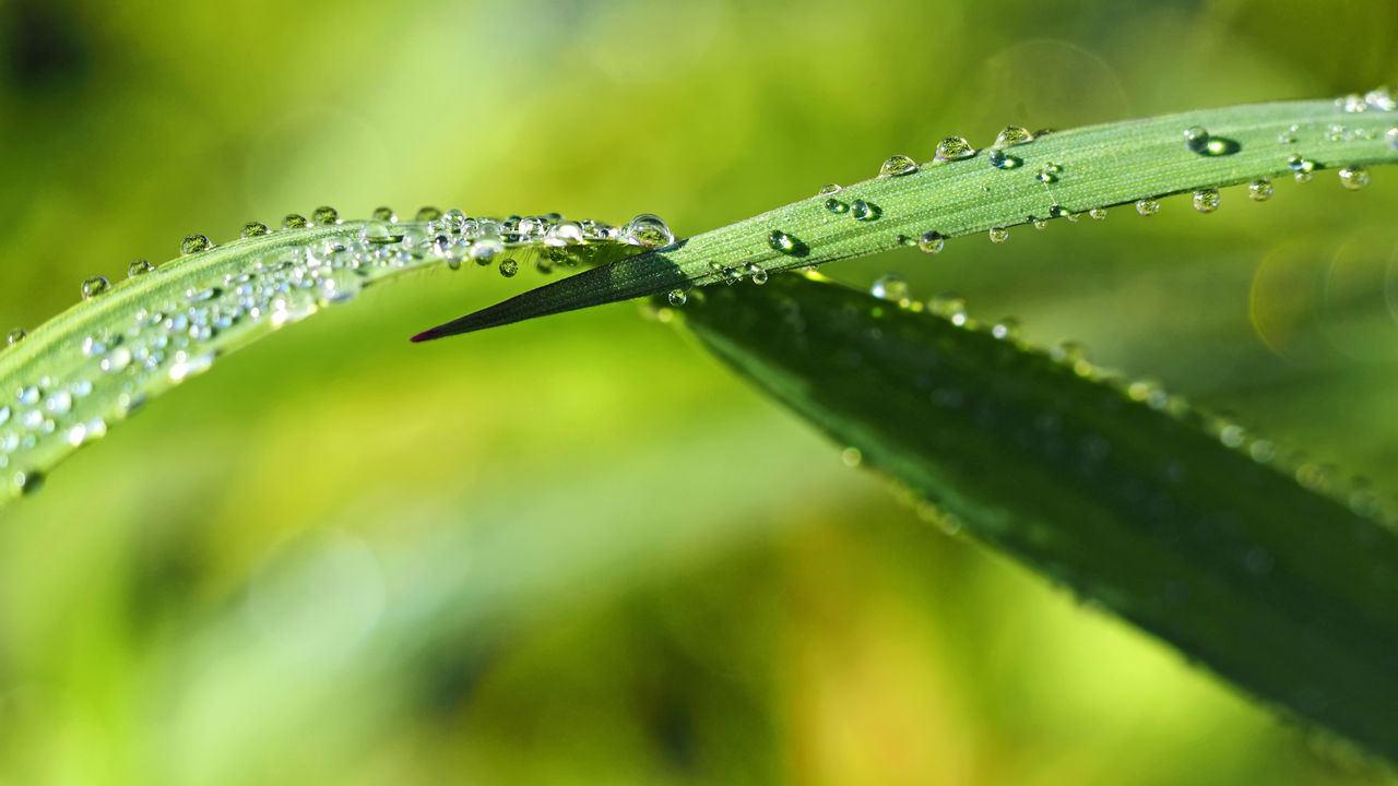 green, drop, water, wet, dew, plant, nature, leaf, plant part, moisture, grass, close-up, beauty in nature, environment, plant stem, no people, rain, macro photography, freshness, macro, animal themes, animal, selective focus, flower, outdoors, growth, blade of grass, day, animal wildlife, fragility, focus on foreground, insect, extreme close-up, environmental conservation, one animal, summer