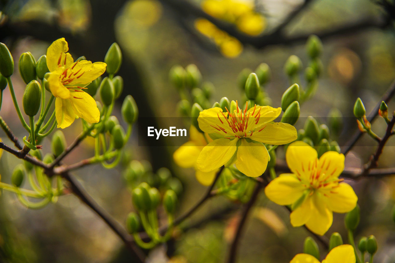 Close-up of yellow flowering plant