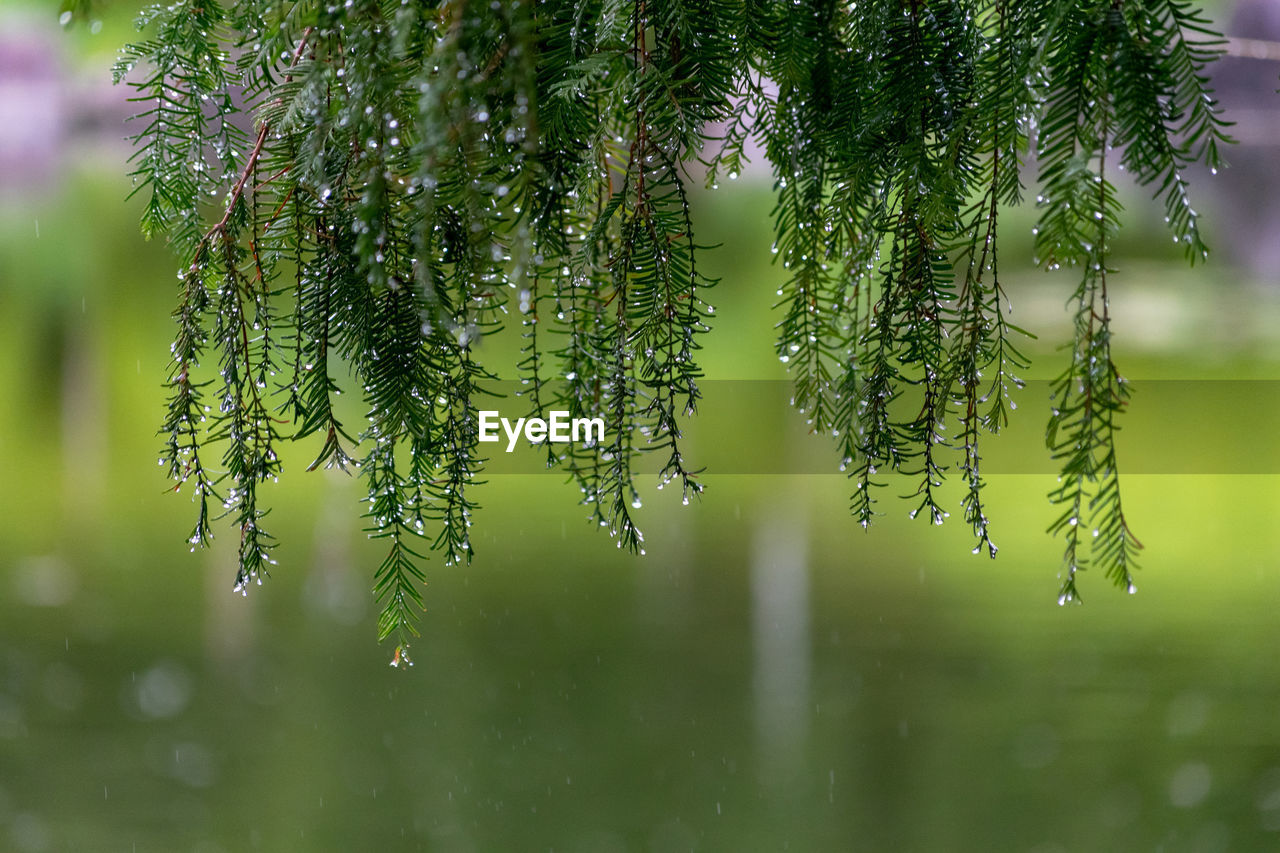 CLOSE-UP OF WET PLANT