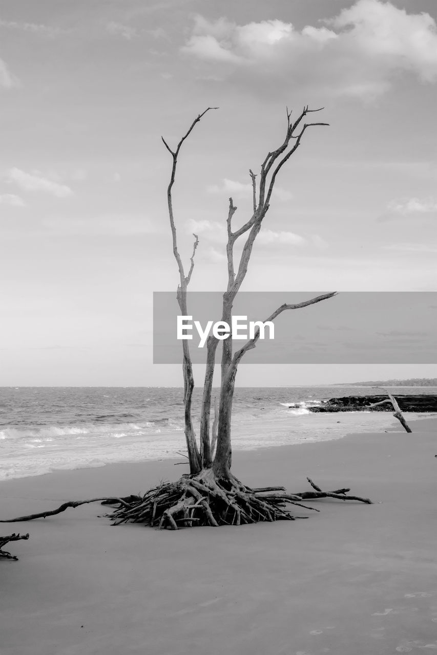 Driftwood on beach against sky