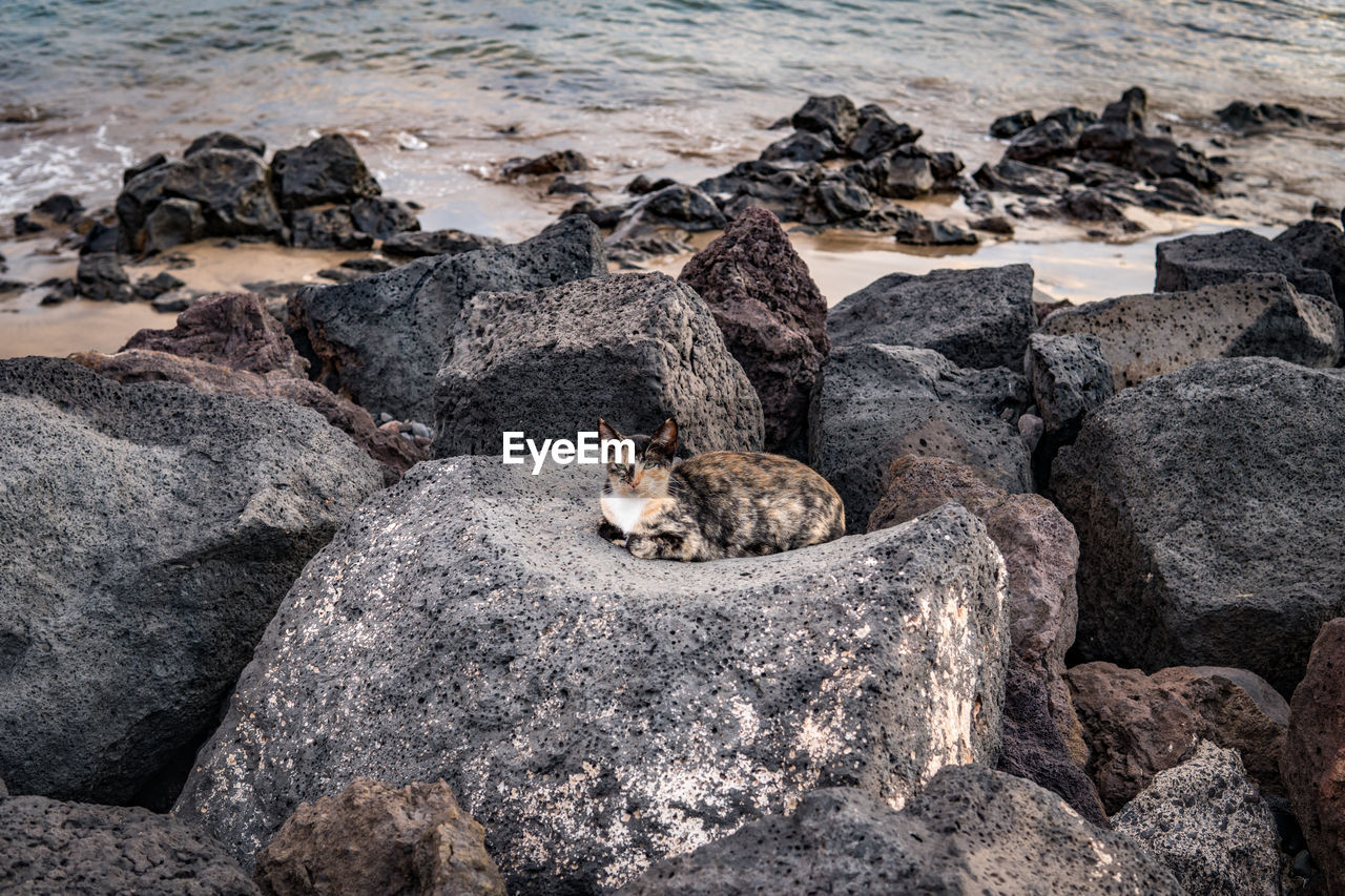 VIEW OF ANIMAL ON ROCK