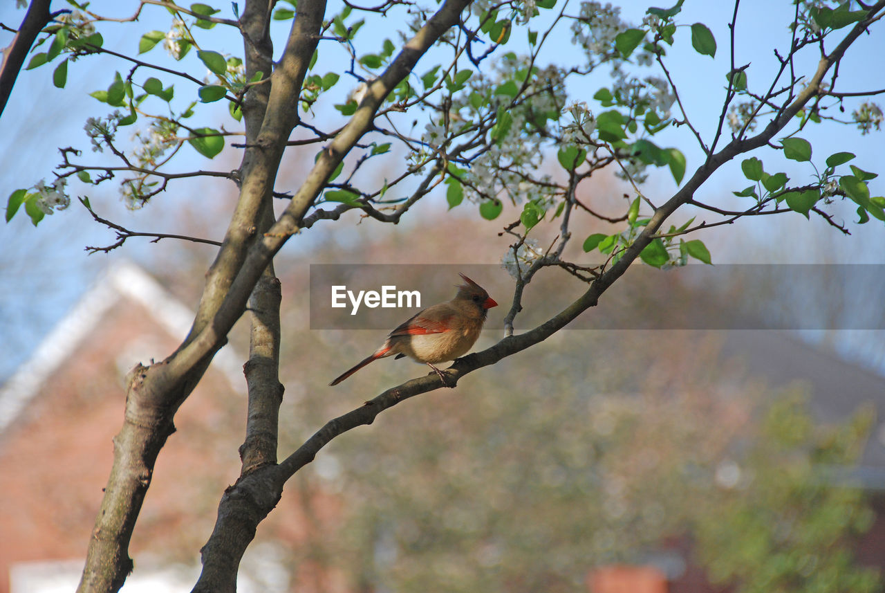 LOW ANGLE VIEW OF BIRD PERCHING ON A TREE