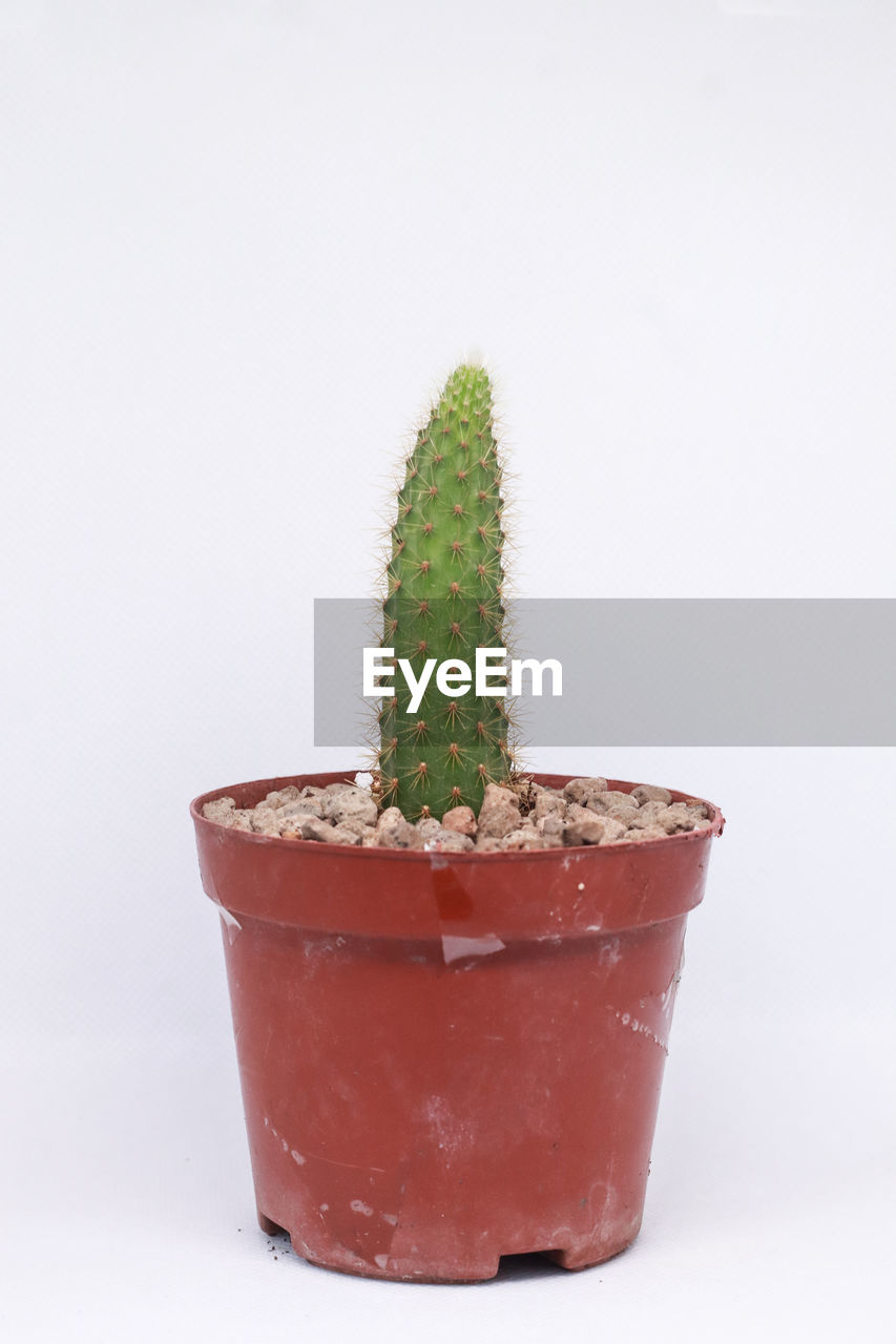 cactus, plant, flowerpot, growth, white background, studio shot, nature, potted plant, green, houseplant, no people, succulent plant, cut out, indoors, thorn, flower, food and drink, close-up