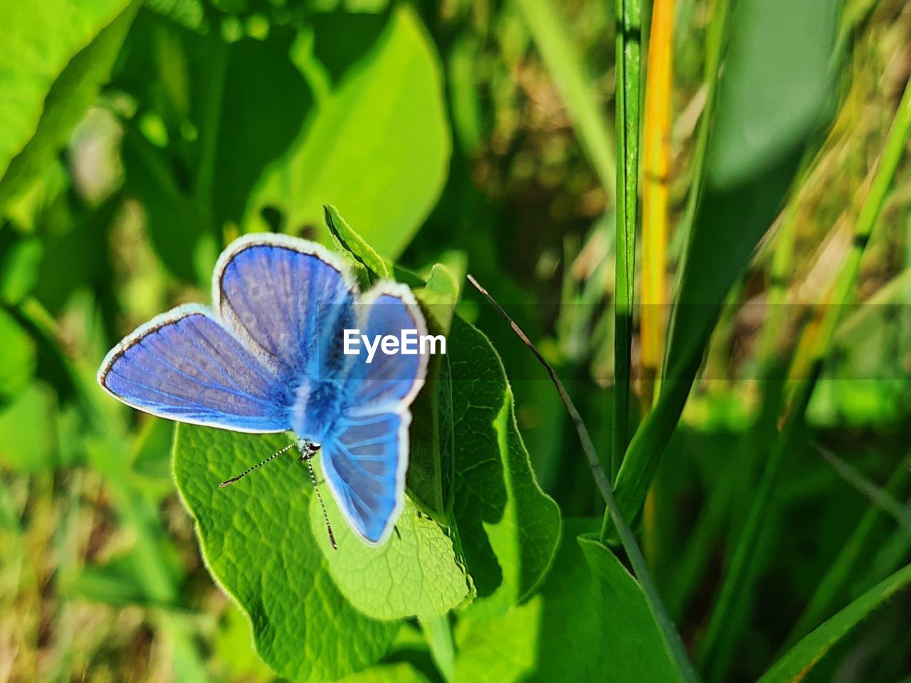 Close-up of butterfly on plant