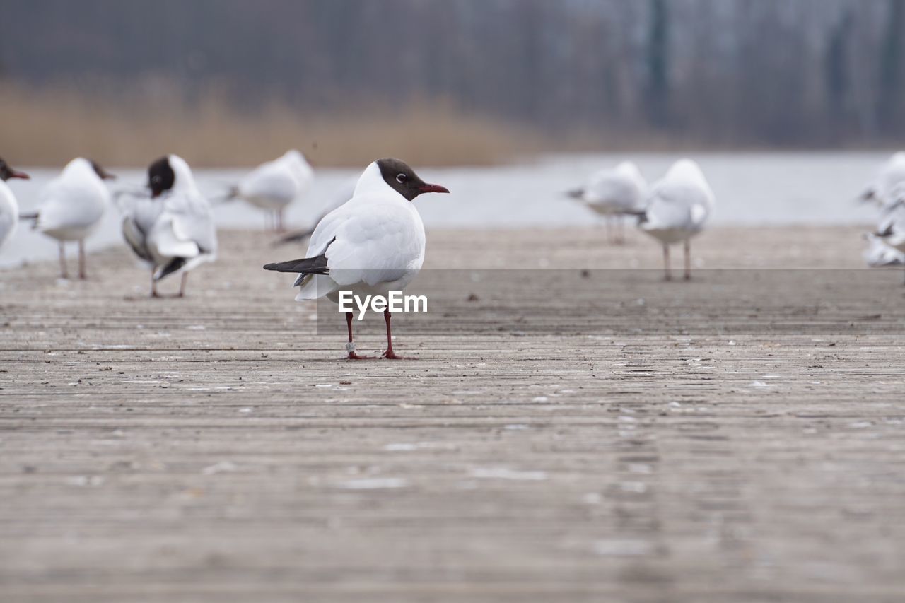 SEAGULLS PERCHING ON WOOD