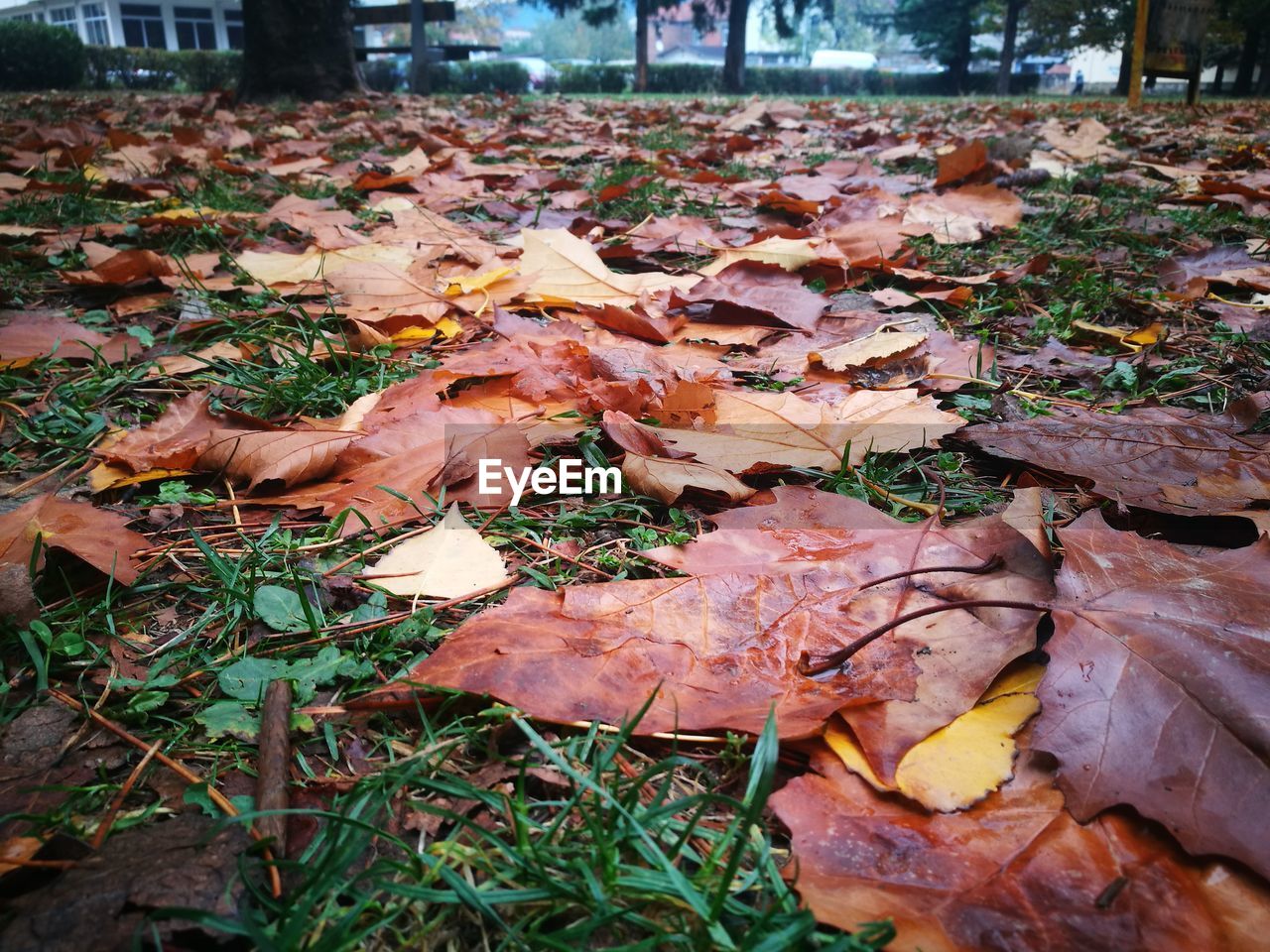 CLOSE-UP OF DRY LEAVES ON FIELD