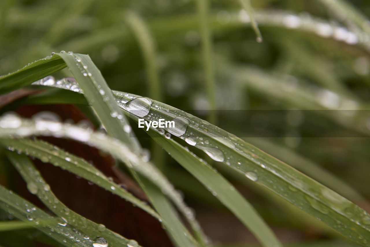 drop, water, wet, plant, dew, nature, moisture, grass, rain, leaf, close-up, green, plant part, blade of grass, beauty in nature, growth, no people, macro photography, freshness, environment, raindrop, purity, plant stem, outdoors, selective focus, flower, focus on foreground, monsoon, hierochloe, day, lawn