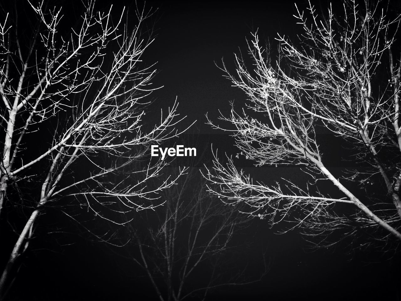 Low angle view of bare trees against sky