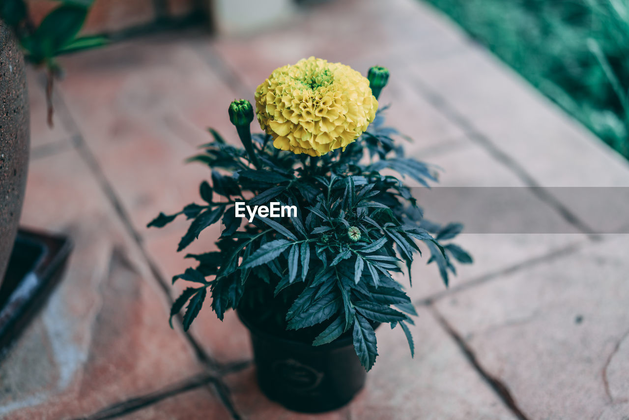 Close-up of potted plant