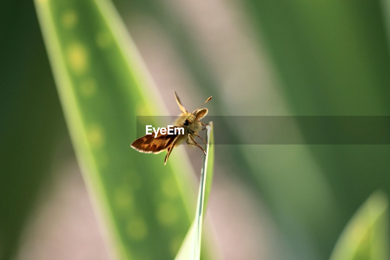 Close-up of butterfly on leaf