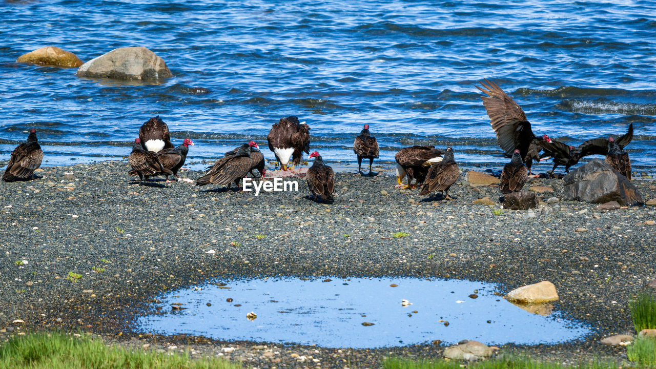 Vultures on shore