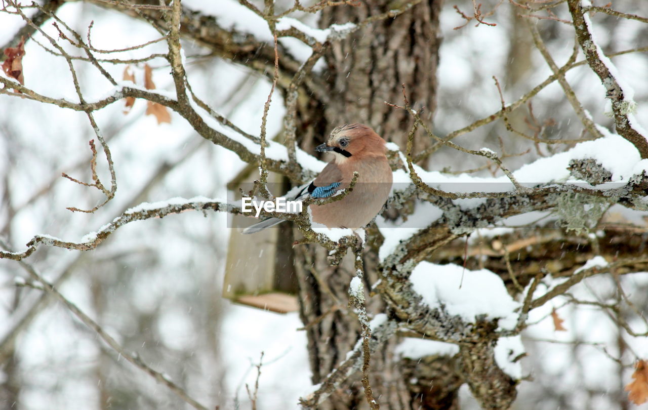 Close-up of bird perching on tree during winter