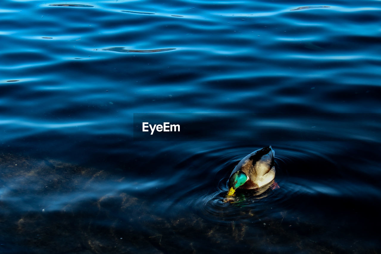 High angle view of duck swimming in lake