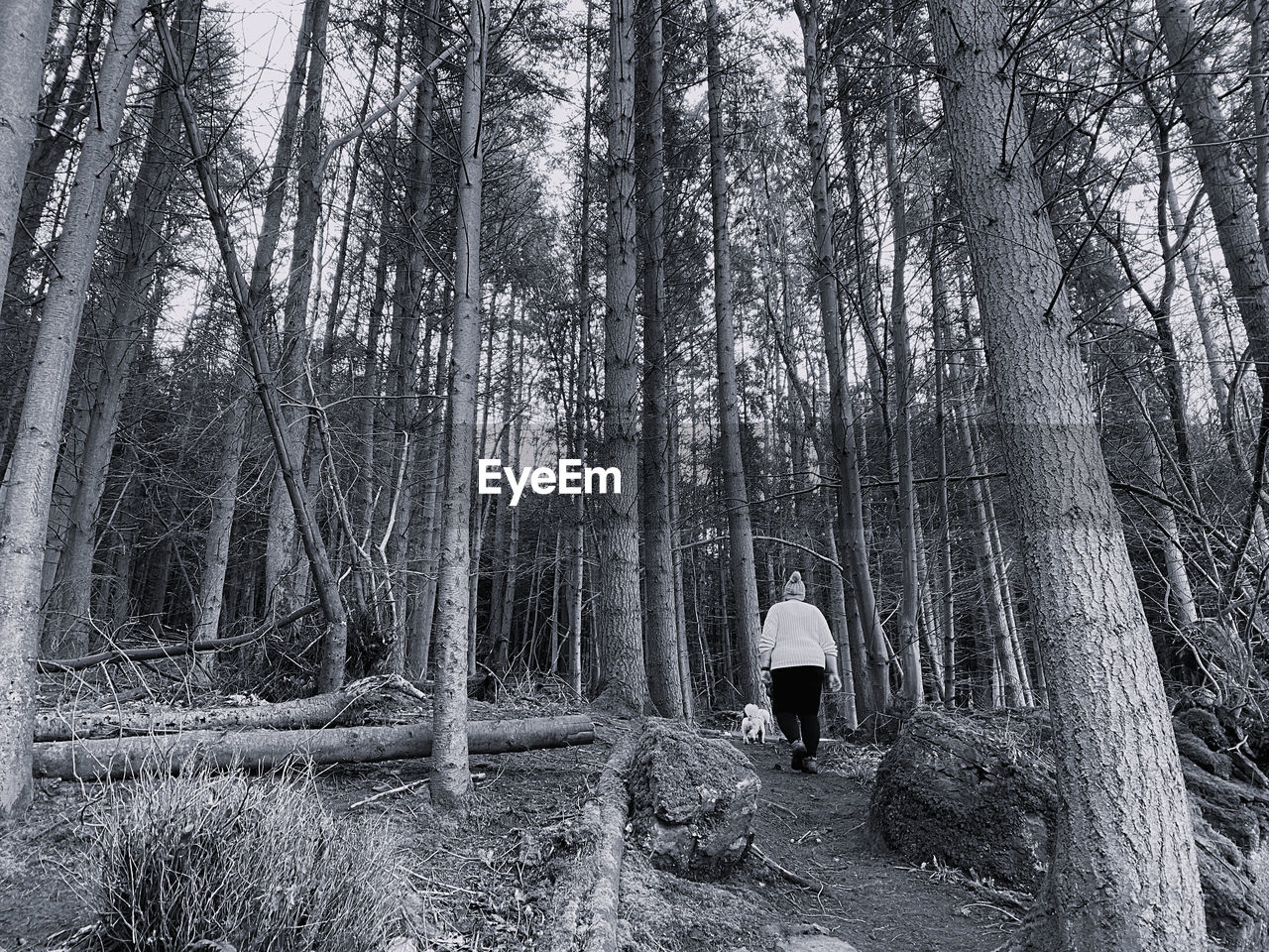 Black and white monochrome rear view of woman walking in woodlands 