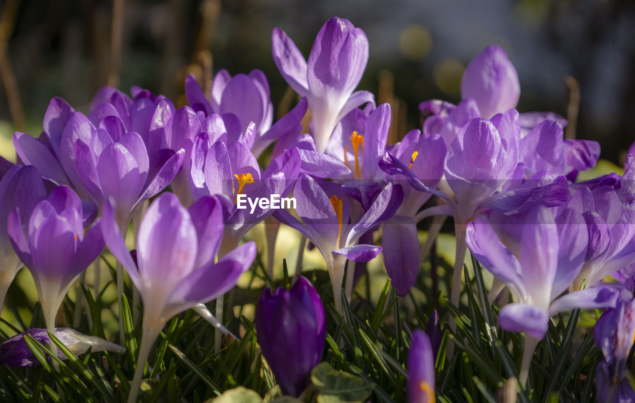 flower, flowering plant, plant, freshness, beauty in nature, purple, crocus, close-up, petal, fragility, growth, nature, iris, inflorescence, flower head, no people, focus on foreground, blossom, springtime, outdoors, botany, day