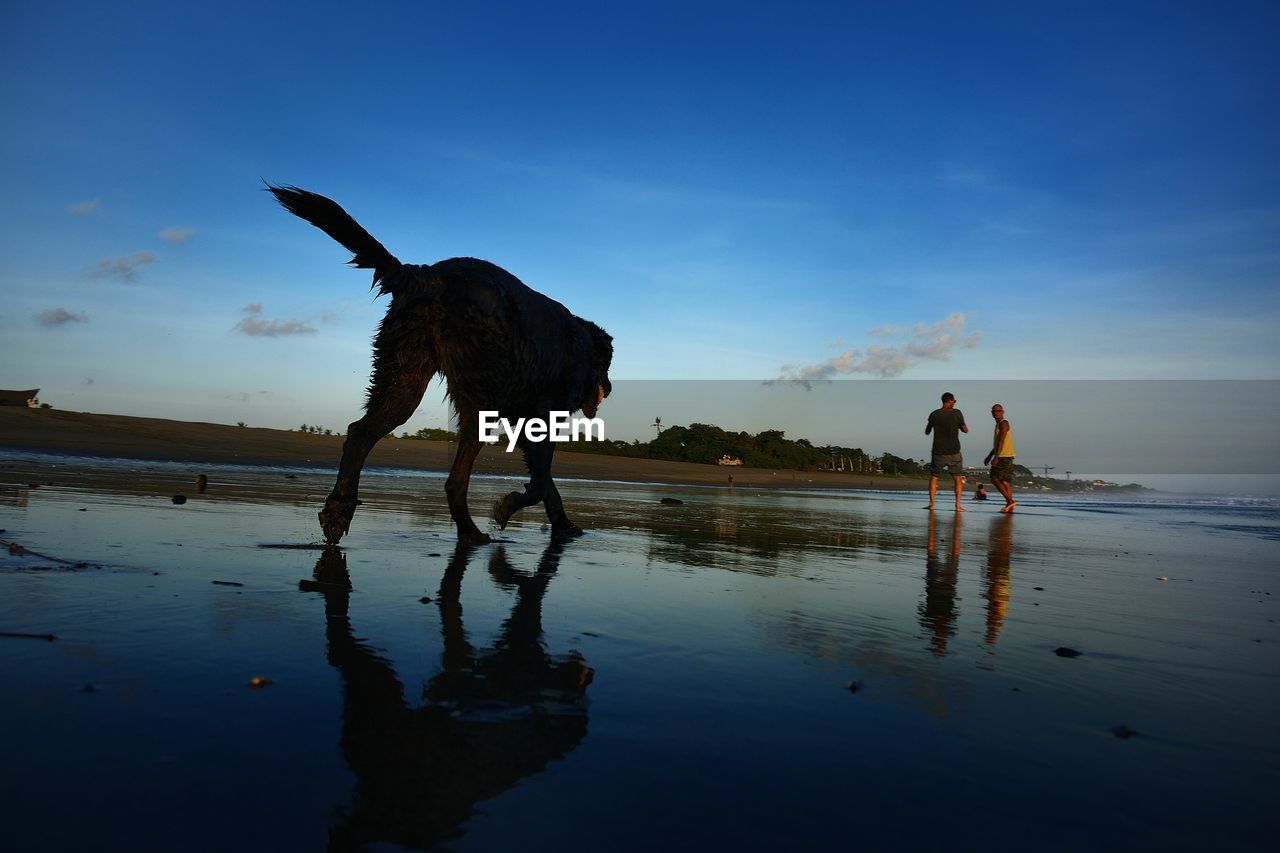 Dog with men on shore at beach against sky