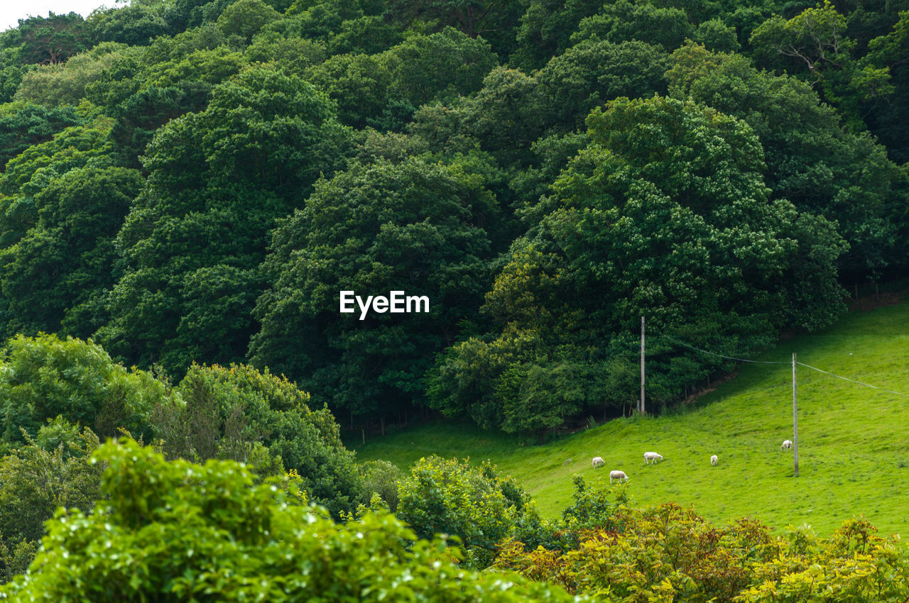 VIEW OF TREES IN THE FOREST